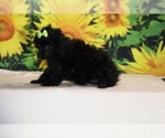 Melina - Female Poodle (Toy) Puppy for Sale - Photo #22