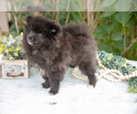 Small #2 Pomeranian