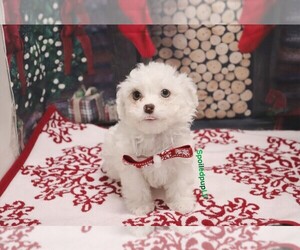 Shih-Poo Puppy for sale in LAS VEGAS, NV, USA