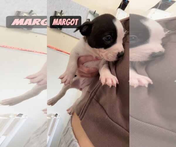Medium Photo #2 Mutt Puppy For Sale in Gilberts, IL, USA