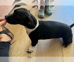 Small #2 Bo-Dach