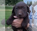 Small #8 Labrador Retriever