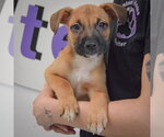 Small #3 American Staffordshire Terrier-Boxer Mix