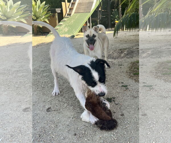 Medium Photo #9 Pug-Shiba Inu Mix Puppy For Sale in Dana Point, CA, USA