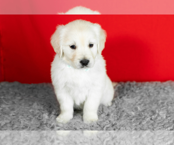 Medium Photo #2 English Cream Golden Retriever Puppy For Sale in WOLCOTTVILLE, IN, USA