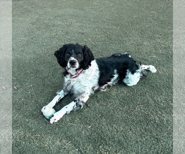 Medium Photo #2 - Mix Puppy For Sale in Curwensville, PA, USA