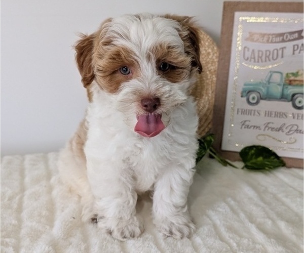 Medium Photo #5 Poovanese Puppy For Sale in GOSHEN, IN, USA