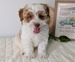 Small #4 Poovanese