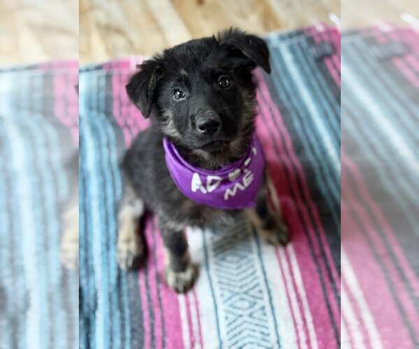 Medium Photo #1 Australian Shepherd Puppy For Sale in Paso Robles, CA, USA