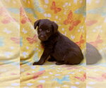 Small #2 Labrador Retriever Mix