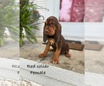 Puppy Red collar 1 Bloodhound