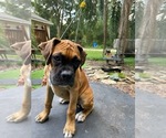 Small Photo #1 Boxer Puppy For Sale in SEFFNER, FL, USA