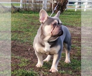 Father of the French Bulldog puppies born on 03/16/2022