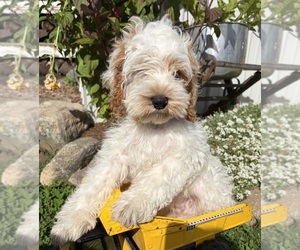 Cockapoo (Miniature) Puppy for sale in MIDDLEBURY, IN, USA