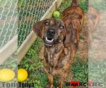 Small #2 Plott Hound