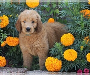 Goldendoodle Puppy for sale in FREDERICKSBG, OH, USA