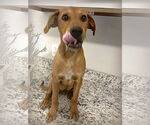 Small #1 American Staffordshire Terrier-Dachshund Mix