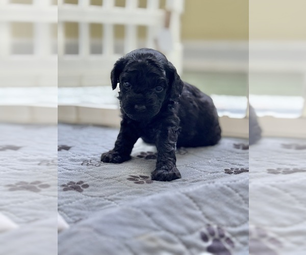 Medium Photo #39 Cavapoo-Poodle (Toy) Mix Puppy For Sale in PENSACOLA, FL, USA