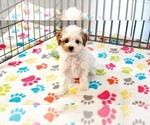 Small #3 Cavapoo (Miniature)-Poodle (Toy) Mix