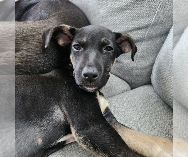 Medium Photo #5 Mutt Puppy For Sale in Rockville, MD, USA