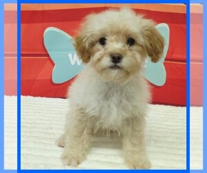 Poodle (Toy) Puppy for Sale in TAYLOR, Texas USA