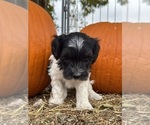 Oreo - Female Bernedoodle (Miniature) Puppy for Sale - Photo #5