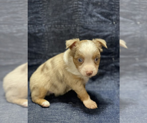Miniature Australian Shepherd Puppy for Sale in VALLIANT, Oklahoma USA