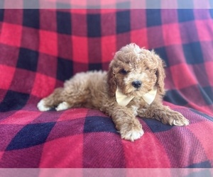 Cavapoo Puppy for sale in LAKELAND, FL, USA