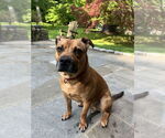 Small #10 American Pit Bull Terrier-Labrador Retriever Mix