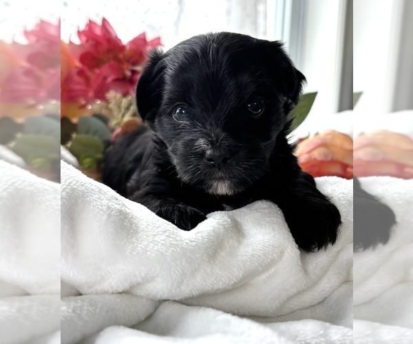 Medium Photo #5 Morkie Puppy For Sale in ROCK STREAM, NY, USA