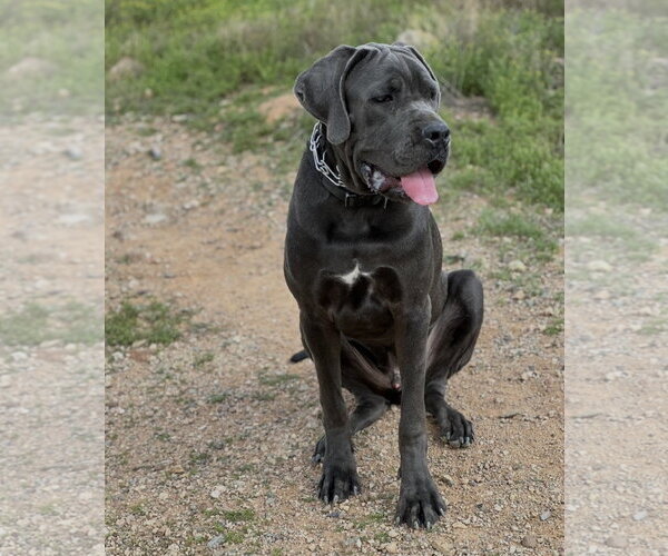 Medium Photo #3 Mutt Puppy For Sale in Goodyear, AZ, USA