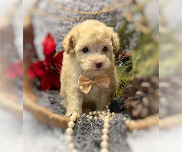 Medium Photo #1 Poodle (Toy) Puppy For Sale in DEAL, NJ, USA