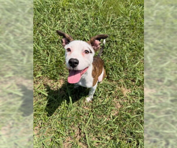 Medium Photo #1 Mutt Puppy For Sale in Grovetown, GA, USA