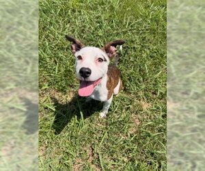 Mutt Dogs for adoption in Grovetown, GA, USA