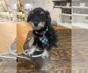 Medium Schnoodle (Miniature)