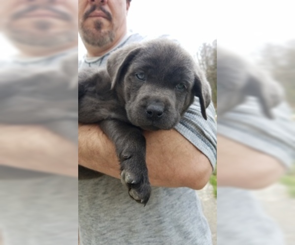 Medium Photo #7 Labrador Retriever Puppy For Sale in WARDENSVILLE, WV, USA