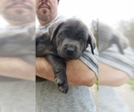 Small Photo #7 Labrador Retriever Puppy For Sale in WARDENSVILLE, WV, USA