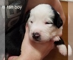 Small Photo #5 Bernese Mountain Dog-Old English Sheepdog Mix Puppy For Sale in SMITHVILLE, MO, USA
