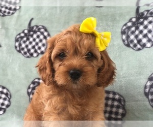 Cocker Spaniel-Poodle (Miniature) Mix Puppy for sale in LAKELAND, FL, USA