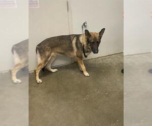 German Shepherd Dog Dogs for adoption in Rosenberg, TX, USA