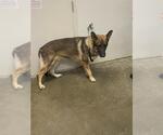 Small German Shepherd Dog