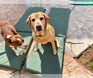 Ruger 2 - Male Labrador Retriever Dog for Adoption - Photo #4