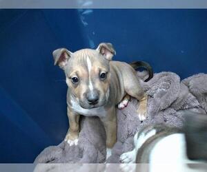 American Pit Bull Terrier-Unknown Mix Dogs for adoption in Oklahoma City, OK, USA