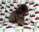 Small #7 Cockapoo (Miniature)