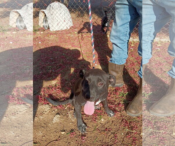 Medium Photo #1 Labrador Retriever-Unknown Mix Puppy For Sale in San Diego, CA, USA