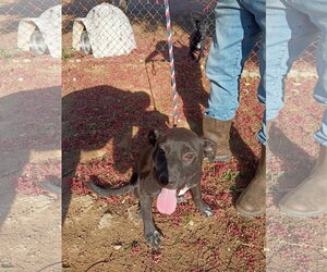 Labrador Retriever-Unknown Mix Dogs for adoption in San Diego, CA, USA