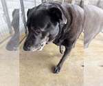 Small Photo #2 Labrador Retriever-Unknown Mix Puppy For Sale in Abbeville, LA, USA