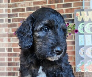 Aussiedoodle Puppy for sale in COLUMBIA, TN, USA