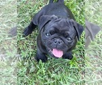 Small Photo #4 Pug Puppy For Sale in ISLANDTON, SC, USA