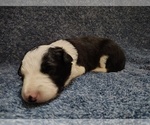 Small Photo #254 Border Collie Puppy For Sale in NORBORNE, MO, USA